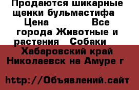 Продаются шикарные щенки бульмастифа › Цена ­ 45 000 - Все города Животные и растения » Собаки   . Хабаровский край,Николаевск-на-Амуре г.